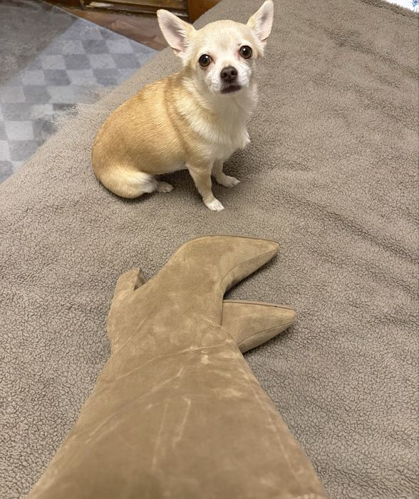 Сапоги, 38 р, Bershka