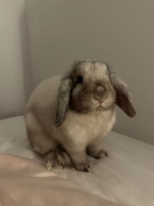 króliczek mini lop