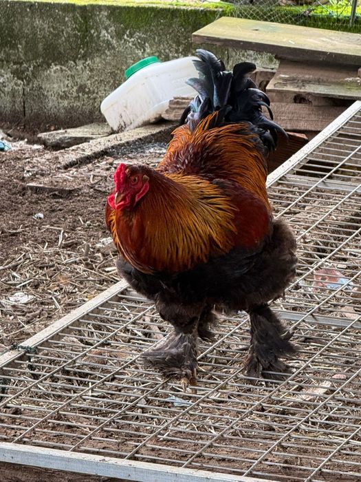 Galos Brahma para venda
