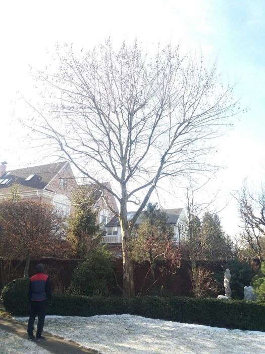 Розчистка території. Обрізка плодового саду. Послуги садівника