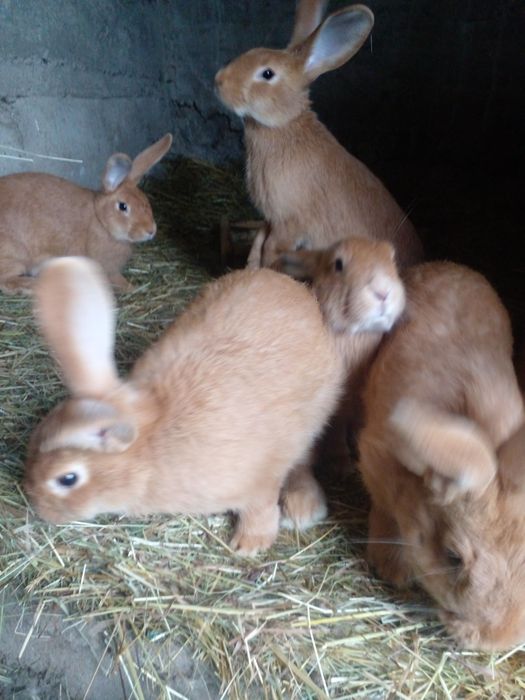 Продам Кроликів Бургунців