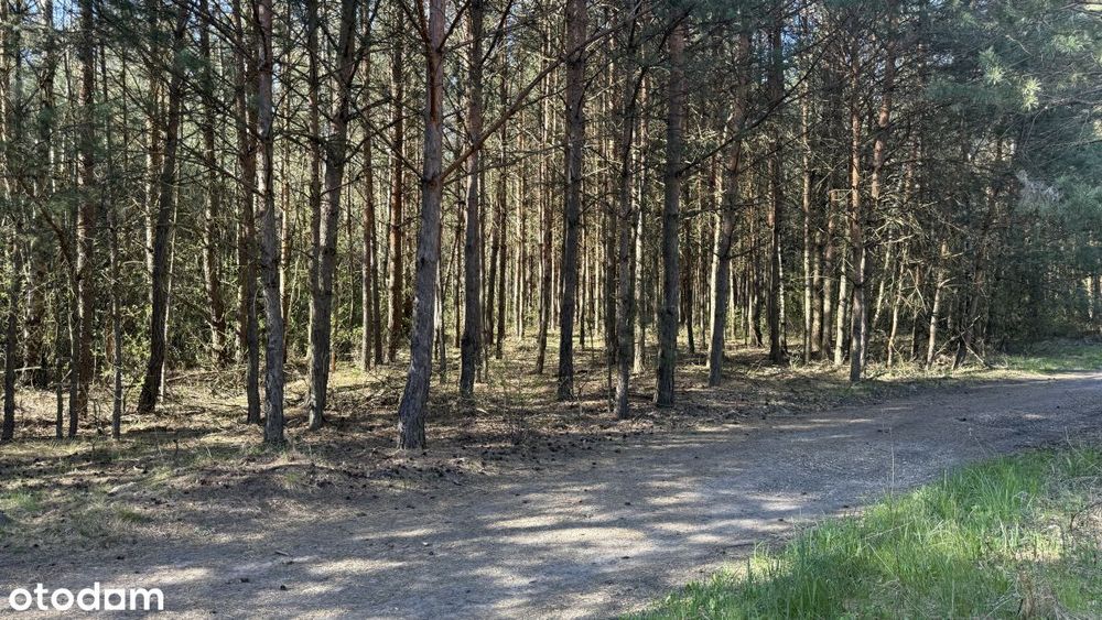 Działka leśna Zendek