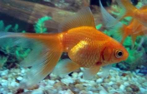 MISIEKZOO Karpiowate - Welonki / czerwone / czarne / Calico