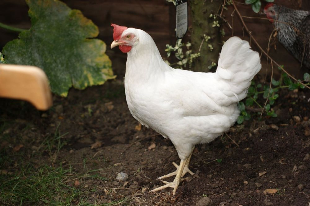 Кури Ломан Сенді 4,5 міс