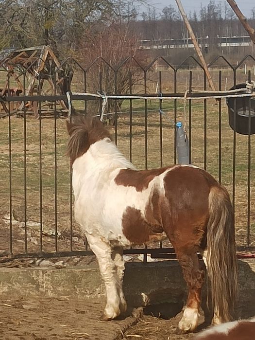 Kucyk, ogier,zaprasza