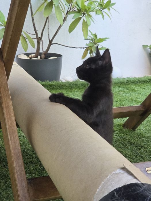 Gatinhos machos para adoção