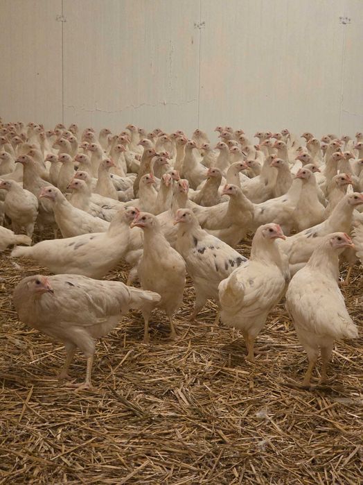 KURY NIOSKI z jajkiem dowóz Gratis