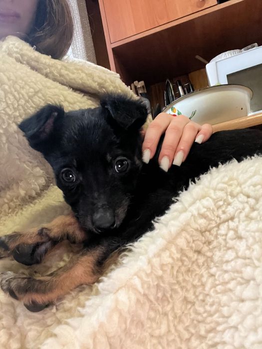 Віддамо в добрі руки щеня