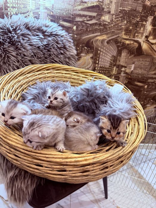 Шотландські кошенята