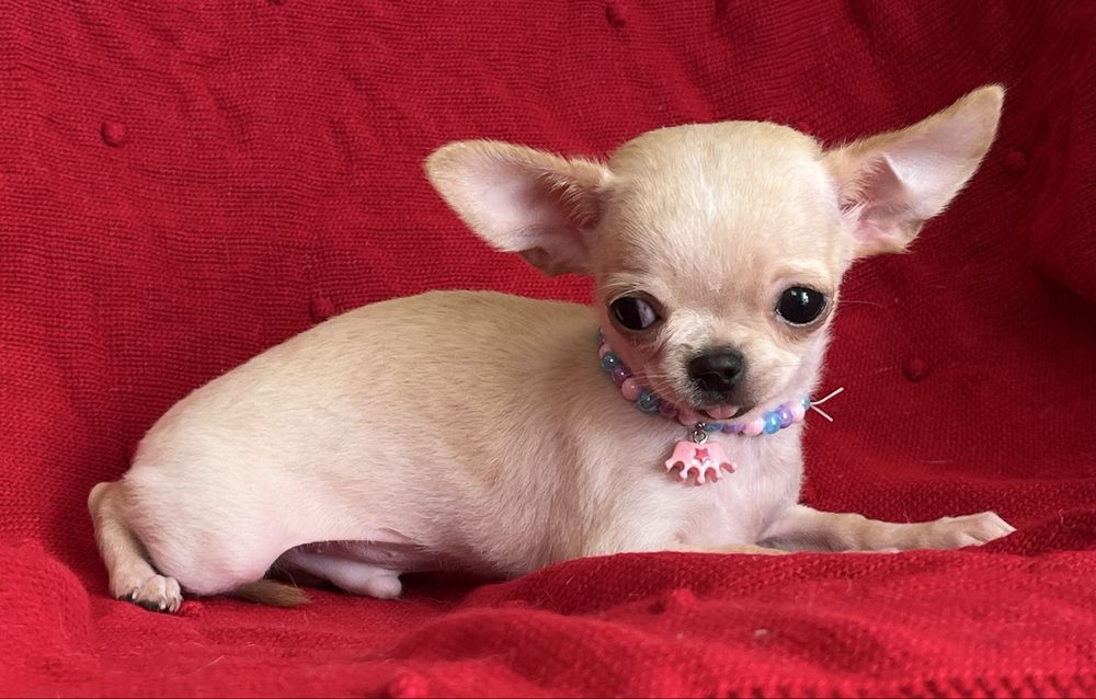 Chihuahua Macho disponivel