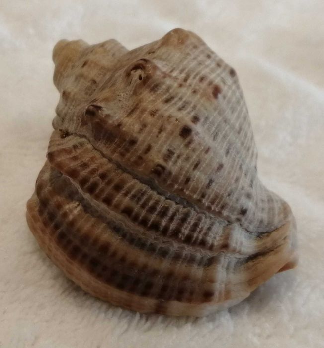 Muszla 4,8cm, 62 (Kreatywne)