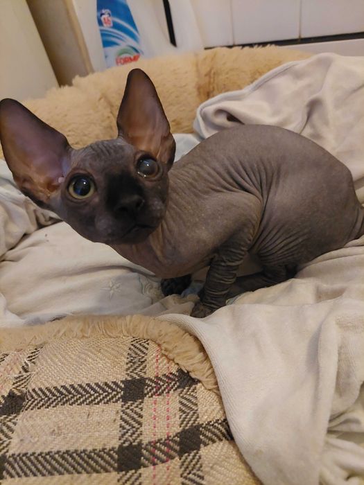 Gatinho   Sphynx