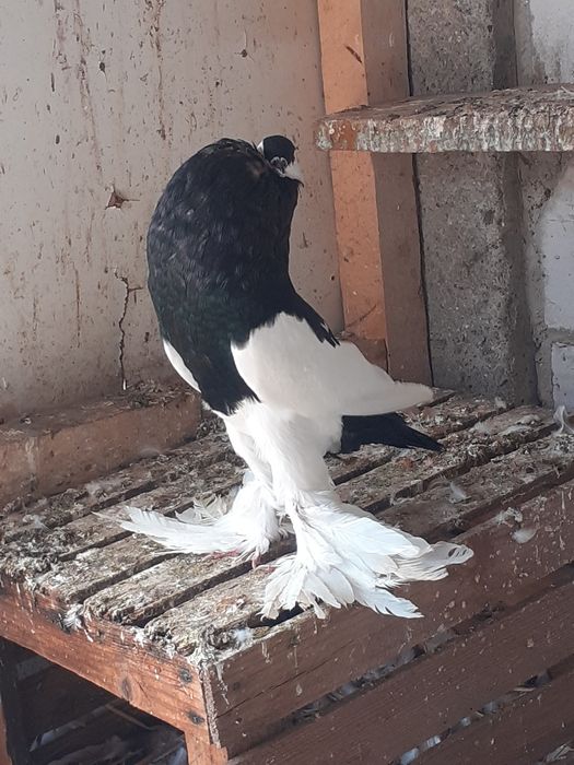 Gołębie ozdobne garłacze czeskie