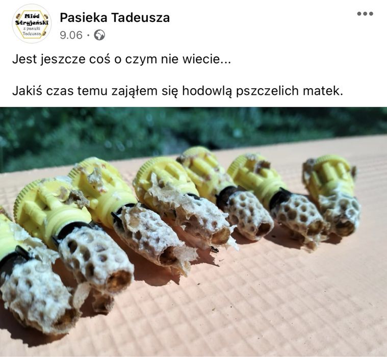 Matki pszczele - Krainka