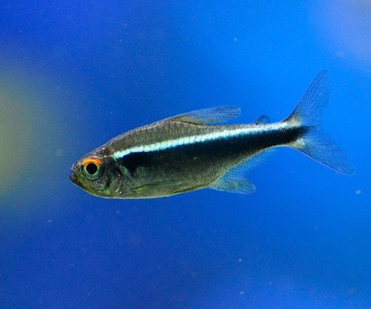 Neon cardinal/ cobre e negro