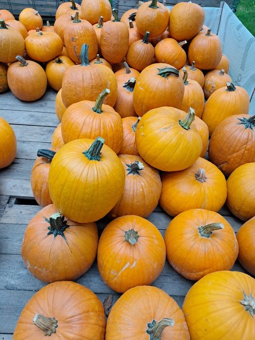 Dynia jadalna hallowen