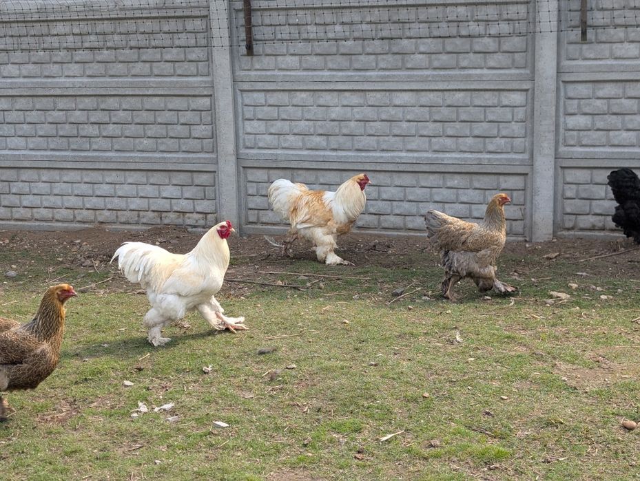 Koguty Brahma Olbrzymia czysty gatunek