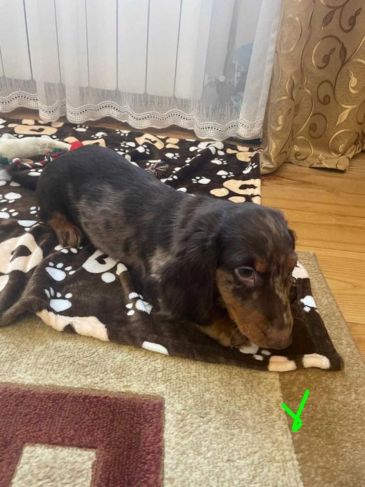 Jamnik długowłosy -chocko tan piesek