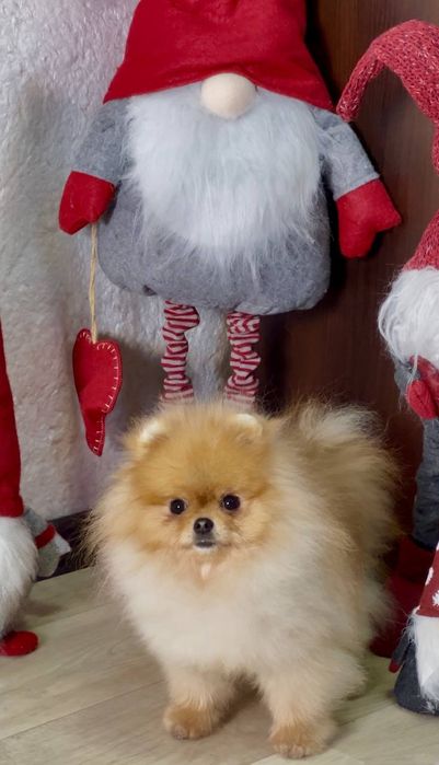 Неймовірний екстра міні малюк 1 рік вага 1,2кг