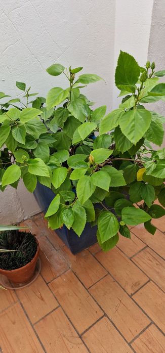 Planta de Hibisco (sem vaso)