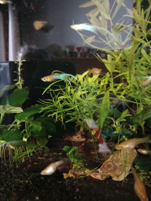 Gupik Endlera Japan Blue Gold duble sward