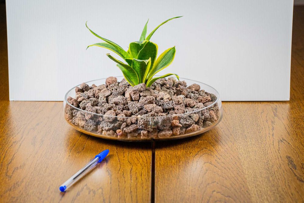 Espada-de-São-Jorge em taça baixa de vidro 26 cm – decoração / presente