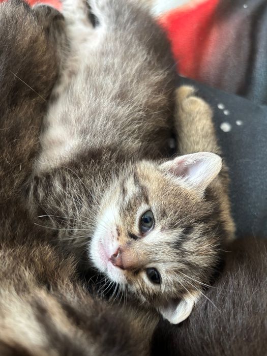 Кошенята в добрі руки