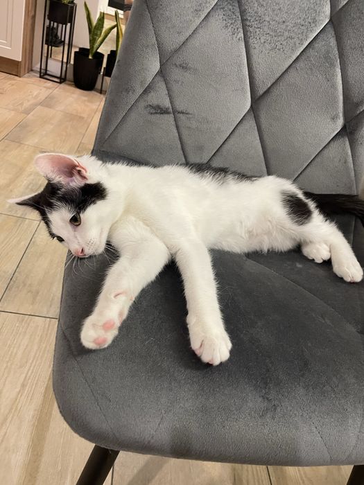 Kot Kapsel szuka nowego domu