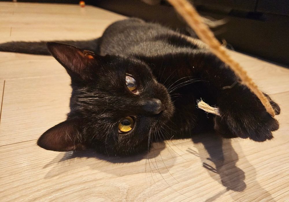 Choć niedowidzący Mambo miał pecha, to przynosi szczęście.