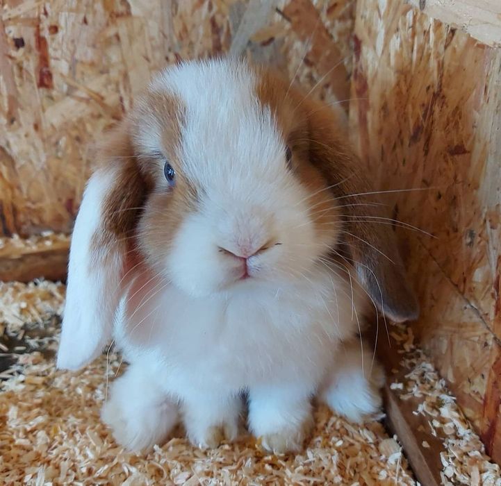 Coelhos anões mini loop(orelhudos) + gaiola nova + alimentação adequad