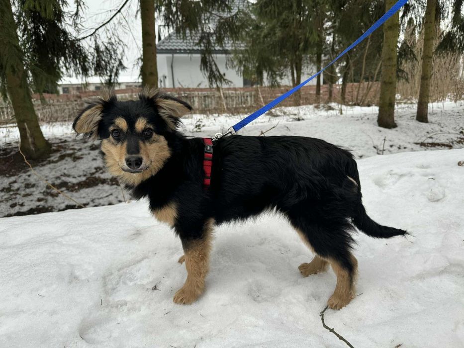 Mięciutki szczeniak Flafi do adopcji