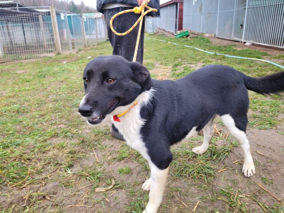 Piękny Olaf szuka domu