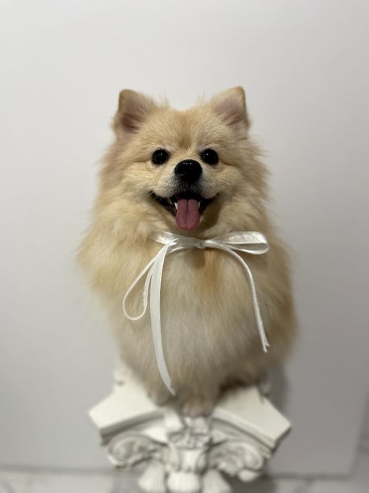 Померанські шпіци  від серця до серця