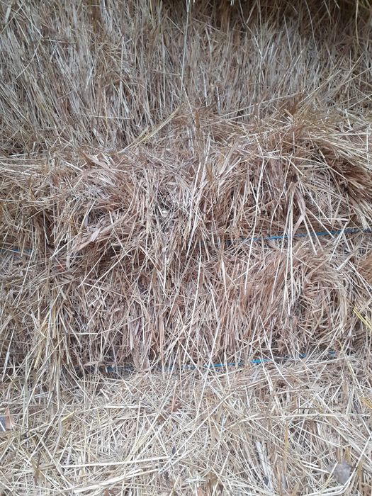 Сено луговое этого года