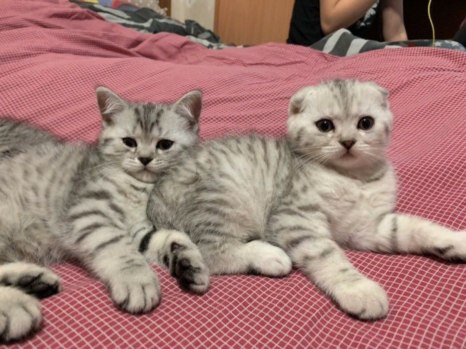 котята шатланд ские и британские