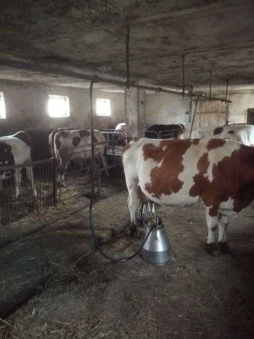 Sprzedam krowę z mlekiem