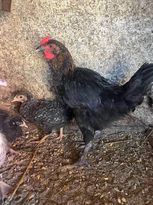 Frango jovem Maran