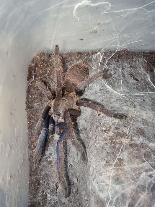 Samica chilobrachys sp Blue Vietnam 5.5DC