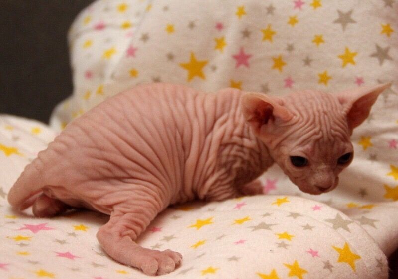 Котята для Выставки