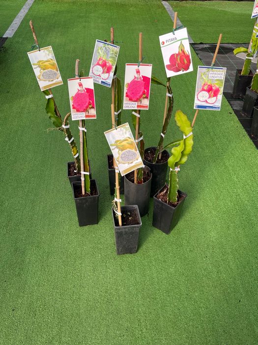 Pitayas várias variedades