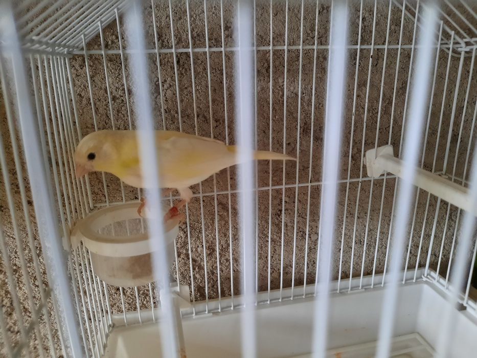 Canários de qualidade