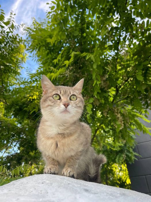 Отдам даром в добрые руки кошечку