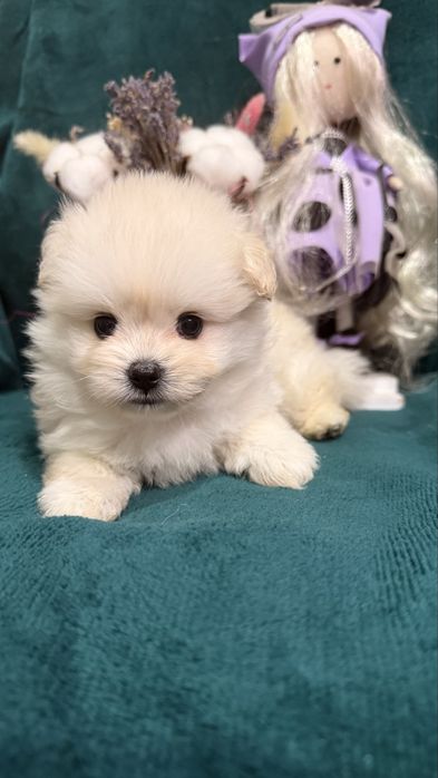 Дизайнерские щенки Pomapoo в продаже