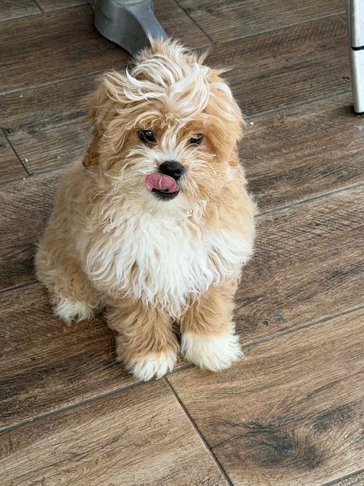 Maltipoo f1b -maltipoo/Pudel Toy badania gen