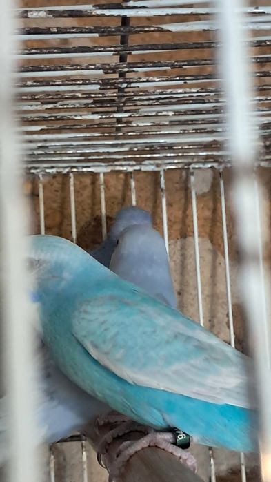 Lote de periquitos