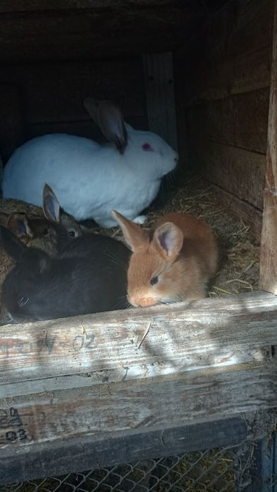 Króliki młode mieszańce