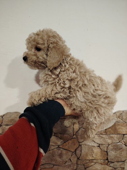 Caniche toy macho