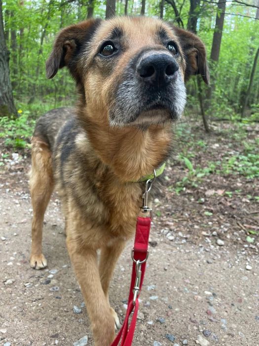 Kochany Gomez do adopcji