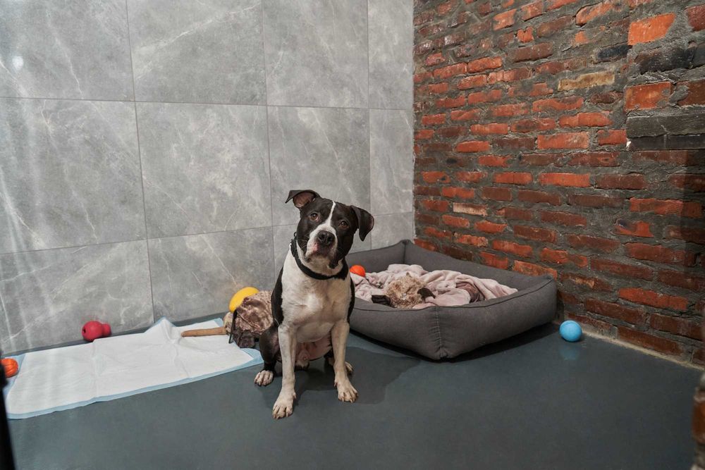 Школа Дресирування навчання Собак Дніпро з проживанням Кінолог