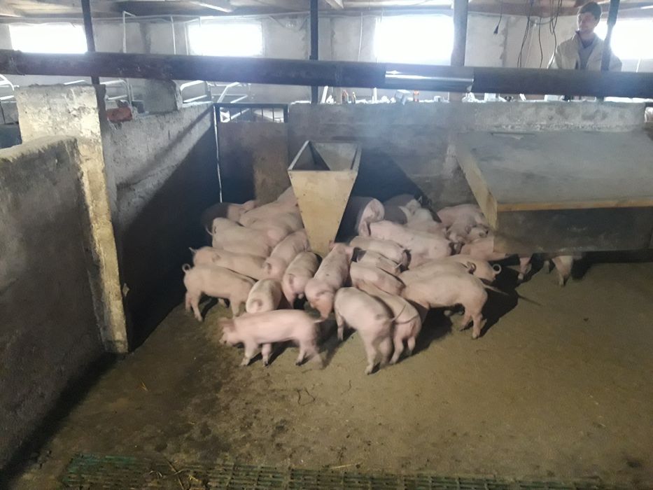 Продаємо  поросят,поросята ,малі поросята , малі кнурі на племя